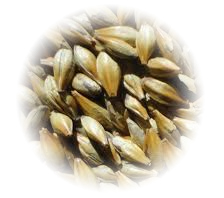 malte caramelo